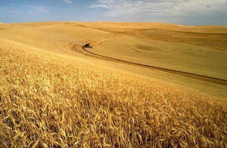 Wheat Sensitivity: A Mystery Solved Image